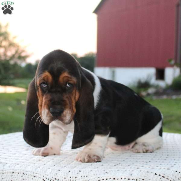 Rocky, Basset Hound Puppy